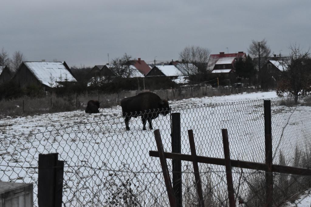 Domek Jaskolka Białowieża Esterno foto