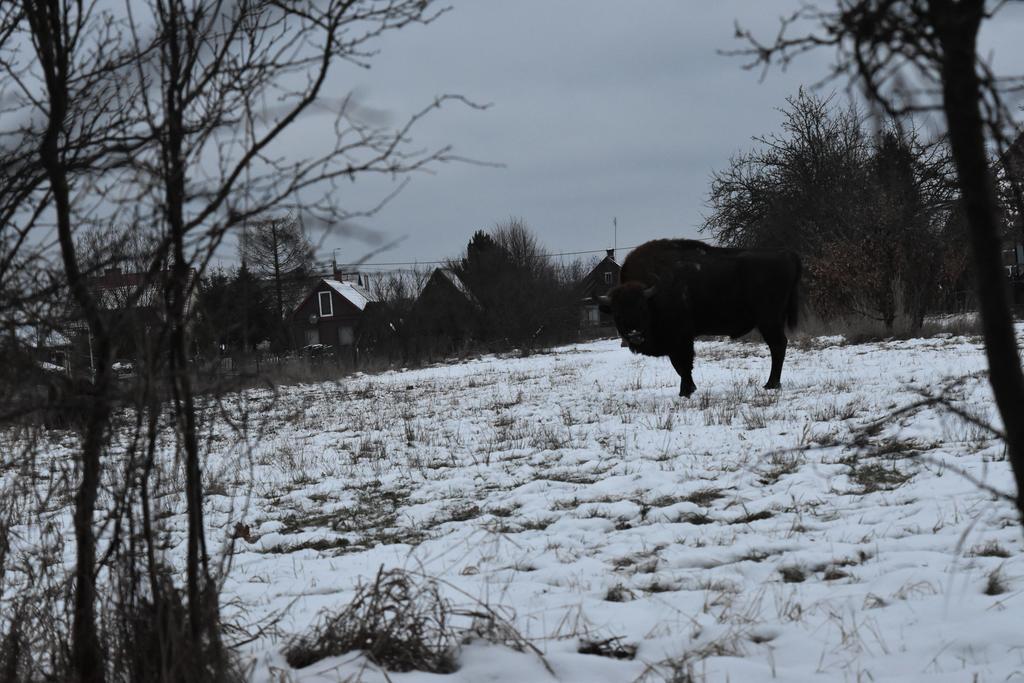 Domek Jaskolka Białowieża Esterno foto