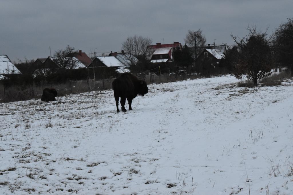 Domek Jaskolka Białowieża Esterno foto